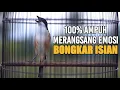 Download Lagu PANCINGAN CENDET PAGI SIANG SORE 100% LANGSUNG RESPON IKUT NYAUT \u0026 BONGKAR ISIAN