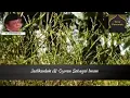 Download Lagu Jadikanlah Al-Quran sebagai Iman (Alm. KH.Zainuddin MZ)