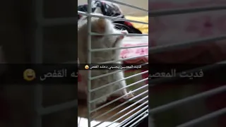         هامستر      كيفية تربية الهامستر     دندنها