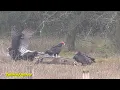 Vultures of California Turkey Black Condor