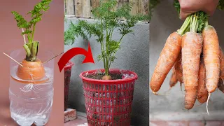 Download Growing Carrots From Discarded Stems Super Fast, Efficient, High Yield MP3