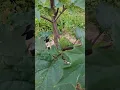Jimsonweed - devil's thorn apple #homestead