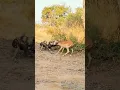 Download Lagu African Wilddog hunting a impala #tanzaniatourism