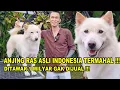 Download Lagu Anjing Asli Indonesia TERMAHAL Se-Dunia !!! - Anjing Kintamani Bali