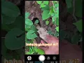 Download Lagu ati-ati nek pethuk kewan iki, ga roh jenenge tapi #shortvideo #shorts #hewan #liar #langka #aneh