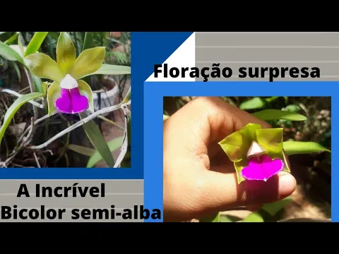 Download MP3 Floração Cattleya Bicolor Semi Alba nativa
