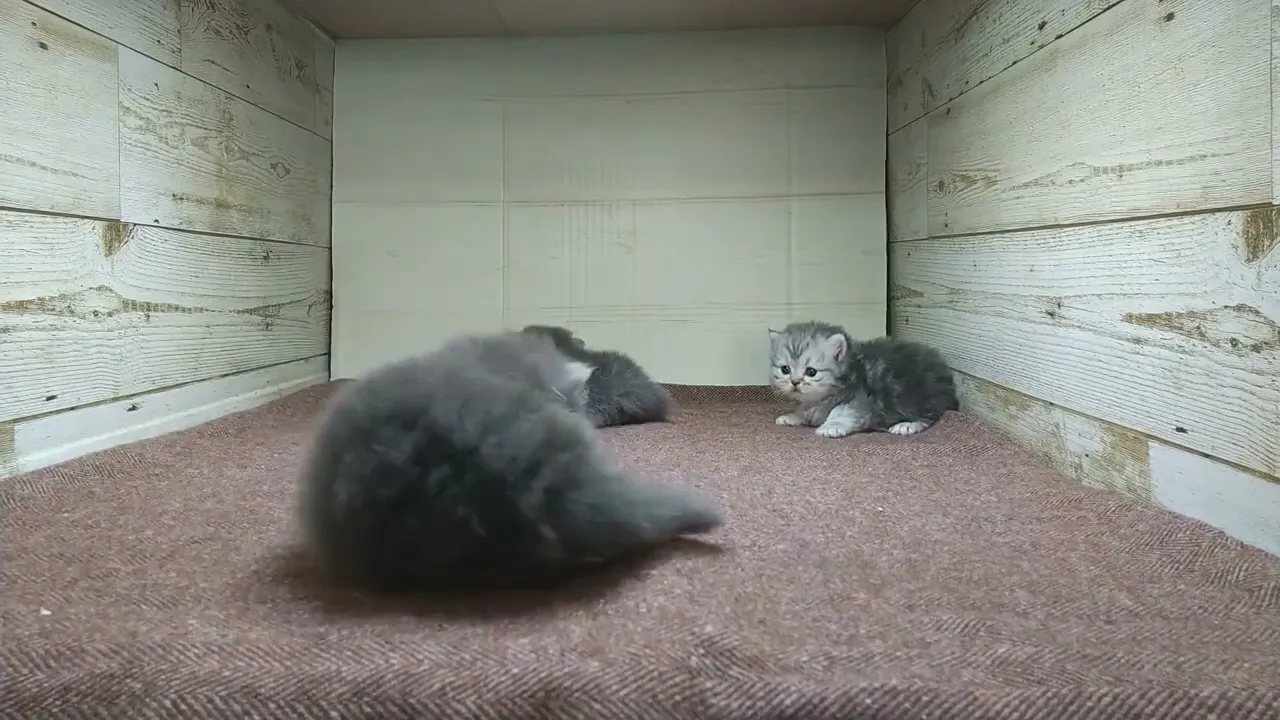 動画