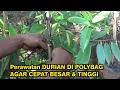 Lagu Begini Cara Merawat Bibit Durian Di Polybag Agar Cepat Besar dan Tinggi Versi IRP