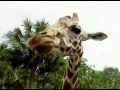 Download Lagu Savanna Safari Animal Atlas