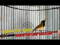 Download Lagu DIJAMIN SOGON BAHAN MANAPUN PASTI LANGSUNG NYAUT DAN GACOR | PANCINGAN SOGOK ONTONG CEPAT BUNYI