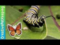 Download Lagu How to raise a caterpillar into a butterfly 🦋 SAVE THE MONARCHS