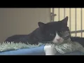 Arizona Humane Society offers free adoptions