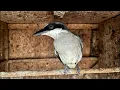 Download Lagu FULL STOK DI ABADI BIRD PALMERAH, CAK RANTING, IJO NOPENG BWI, SOGON METATOL, JOMIN, 16/09/2025