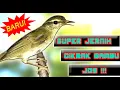 Download Lagu MASTERAN PLECI  - SUARA CIKRAK BAMBU GACOR JERNIH