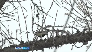 Обильное снеготаяние в регионе может начаться примерно 21-го марта