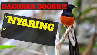 gacorr ocehan murai batu yang bikin semua burung ikut gacor