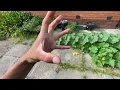 Daily In the Garden - Pruning Pumpkin Plants