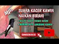 Download Lagu SUARA KACER KAWIN//AUTO PANAS IKUT KAWIN #kacer