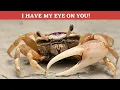 Fascinating Fiddler Crab Facts Everything you need to know