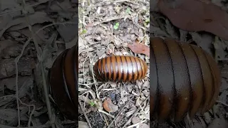 Https A Co D 0IZzPmT 