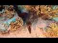 Download Lagu Wandering around Yolanda Reef, a red sea adventure