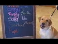 Can you take your dog on vacation What are pet friendly hotels like at Cannon Beach