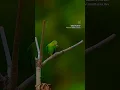 Download Lagu The most beautiful thing created by God🌿🌿#trending #shorts #birds #god #viral #nature #ytshorts
