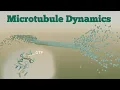 Microtubule Dyanmics - Treadmilling Catastrophe Rescue