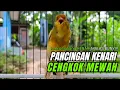 Download Lagu SUARA Kenari GACOR panjang untuk Masteran Kenari PAUD \u0026 agar Kenari diam agar bunyi \u0026 gacor