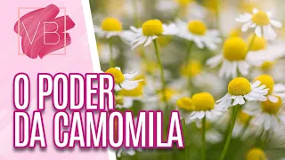 O Poder da Camomila - Você Bonita (25/01/17)