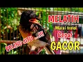 Download Lagu TERBUKTI AMPUH.!! Pancingan murai trotol dan pastol agar BUNYI GACOR buat murai trotol belajar bunyi