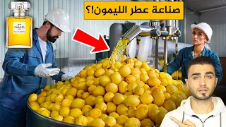 تحويل الليمون الى عطر مميز مصانع تنتج العطر من الليمون والبرتقال والسفندي بطرق عجيبة  تحويل الليمون الى عطر مميز مصانع تنتج العطر من الليمون والبرتقال والسفندي بطرق عجيبة