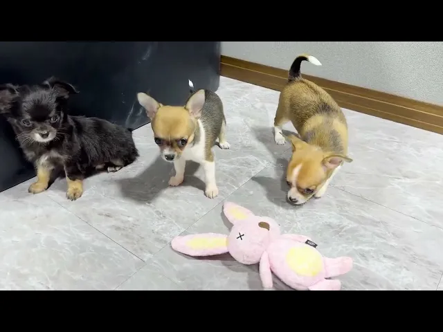 動画