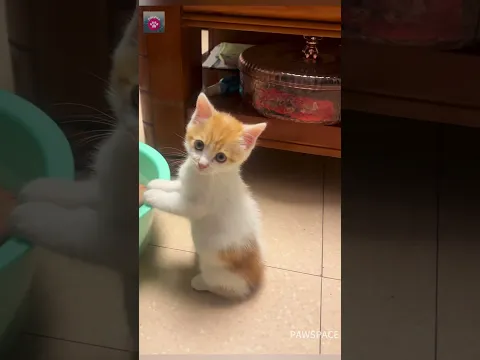 Cute kitten #cat #kitten