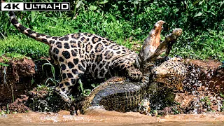 Battle for Survival: The Most Dangerous Prey of the Amazon  | Wild animals | Nature Life