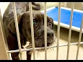 Lee County Domestic Animal Services has cats and dogs up for adoption