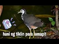 Download Lagu huni ng tikling para lumapit