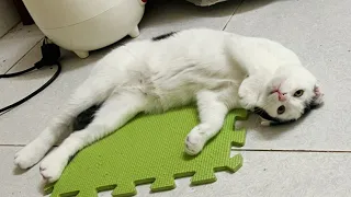 Cat My Tired Kitten 🤣 Cutest Kitten Ever!!