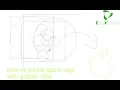 how to create apple logo with golden ratio in Adobe Illustrator cc 2019 4K