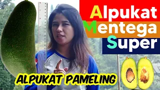 Download Alpukat Mentega Super (Alpukat Pameling) MP3