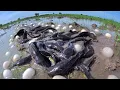 Download Lagu Top video a skills man - catch fish and pick duck eggs in rice field in water by skills man