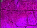 title fight - leaf [slowed]