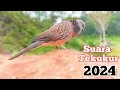 Download Lagu SUARA PANCINGAN TEKUKUR FULL GACOR DI THN 2024