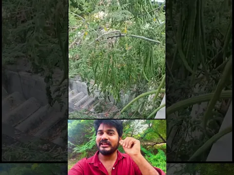 முருங்கை காய் பாருங்க😳