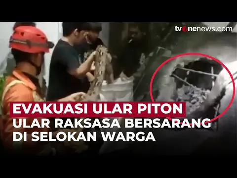 Heboh! Ular Piton 5 Meter Sembunyi di Gorong-Gorong, Warga Tuban Ketakutan