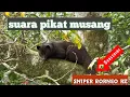 suara pikat musang#sniperborneo#suaramusang