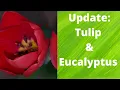 Eucalyptus Tulip Menards garden haul update