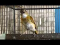 Download Lagu suara Ribut sikatan rimba dengan burung kecil Cocok Untuk terapi