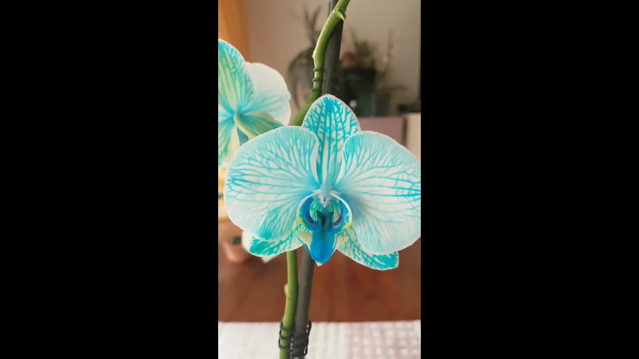 MAVI ORKIDE YAPMA ORKIDE NASIL MAVI OLUR? HOW TO MAKE ORCHIDS FLOWER BLUE?