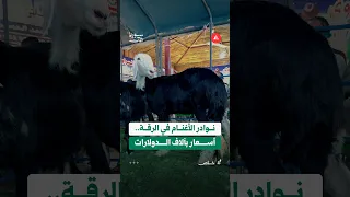 منها الغنم النجدي والماعز الشامي.. مزاد لعرض نوادر الأغنام وسلالاتها النفيسة في الرقة